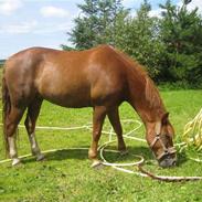 Anden særlig race Bubber