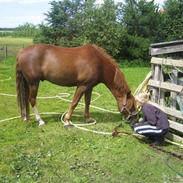 Anden særlig race Bubber