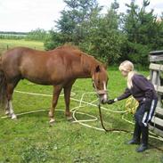 Anden særlig race Bubber