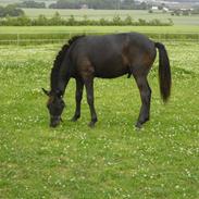 Islænder Ganti fra gadegård *R.I.P*