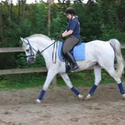 Sportsaraber (A) Filip