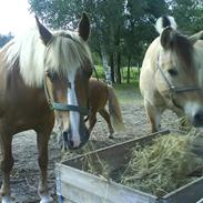 Haflinger Katinka