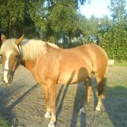 Haflinger Katinka