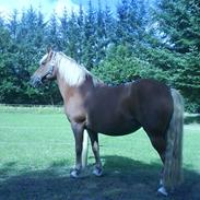 Haflinger Katinka