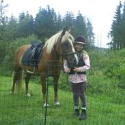 Haflinger Katinka