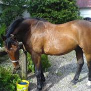 Oldenborg Adonis af skovbo