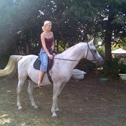 Arabisk fuldblod (OX) Waron