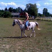 Arabisk fuldblod (OX) Waron