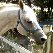 Arabisk fuldblod (OX) Waron