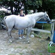 Arabisk fuldblod (OX) Waron