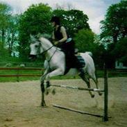 Arabisk fuldblod (OX) Waron