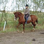 Anden særlig race Johan Jonny (My Joy)