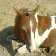 Pinto + NF - Mumrik - solgt