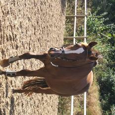 Dansk Varmblod Lady Sharifa