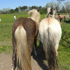 Islænder - Fylkir Jernbjerg