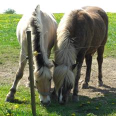 Islænder - Fylkir Jernbjerg