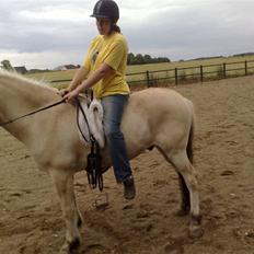 Fjordhest - Zafir Katholt *udlånt*