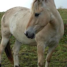 Fjordhest - Zafir Katholt *udlånt*