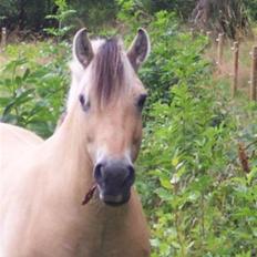 Fjordhest Bella