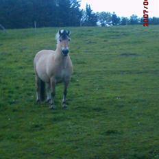 Fjordhest Bella