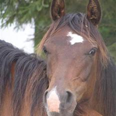 Arabisk fuldblod (OX) A'l Fahd 2006- 2009