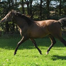 Arabisk fuldblod (OX) A'l Fahd 2006- 2009