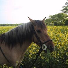 Anden særlig race Emma
