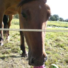 Anden særlig race Maddy *solgt*