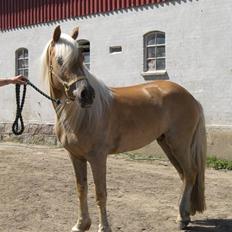 Haflinger Asti