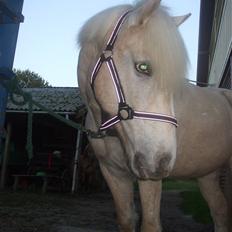 Palomino Oswald har passet