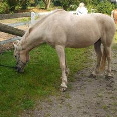 Palomino Oswald har passet