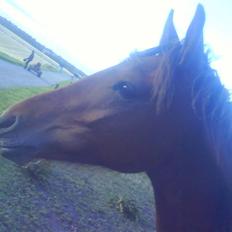 Anden særlig race Shadow <3 (: