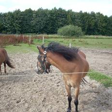 Dartmoor Asterix* (solgt)