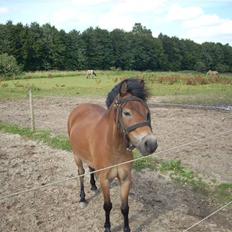 Dartmoor Asterix* (solgt)