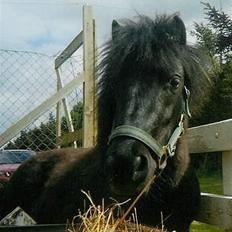 Shetlænder Wendy