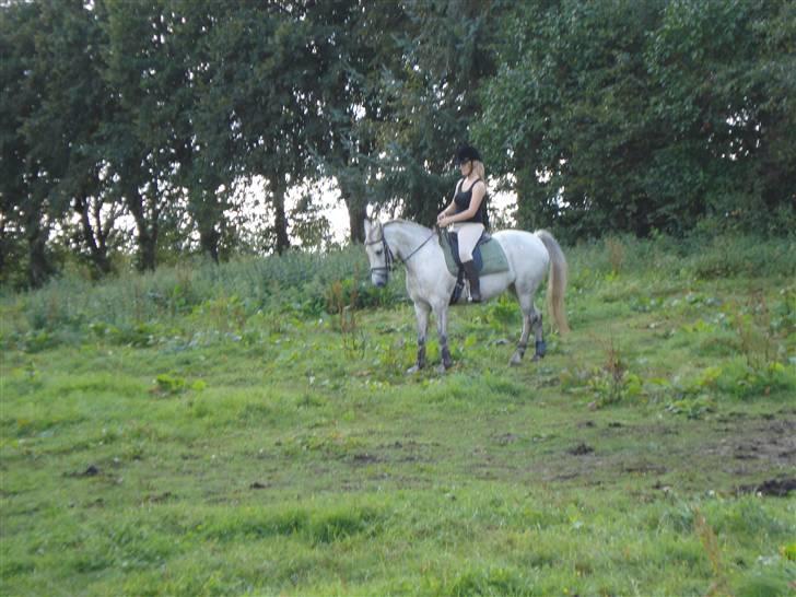 Anden særlig race Madeleine billede 2