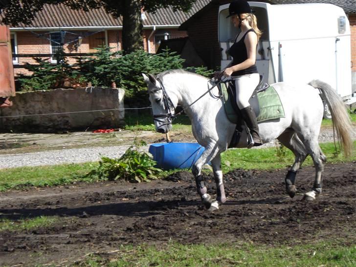 Anden særlig race Madeleine billede 3