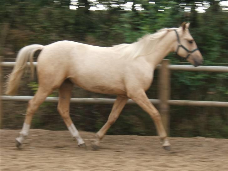 Palomino Divagé billede 1