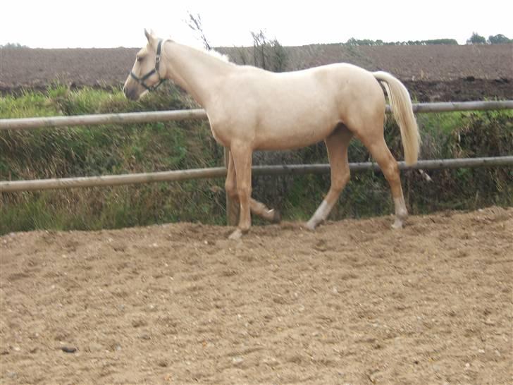 Palomino Divagé billede 2