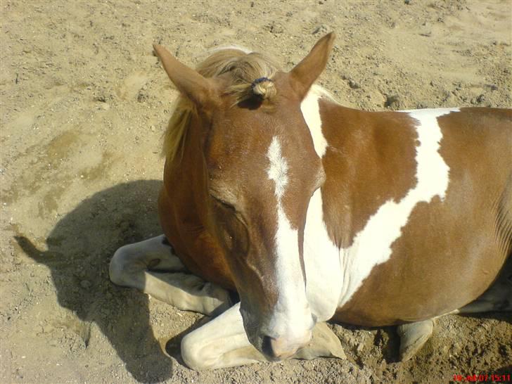 Pinto + NF - Mumrik - solgt - 1 | Nuuueeerh´ hvor er hun Kær <3 .. billede 1