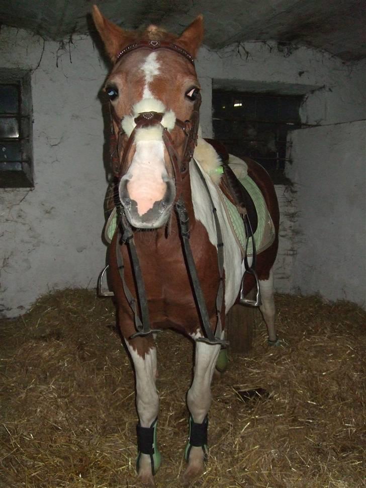 Pinto + NF - Mumrik - solgt - 2 | Nuerh <3 Foto ; Ida eller Helene (: billede 2