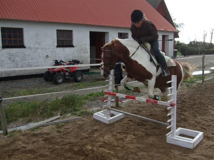 Pinto + NF - Mumrik - solgt - 6 | Spriiiiiiiing ! :) .. Kan iik´ huske hvor høøjt det er ! :) ..  billede 6