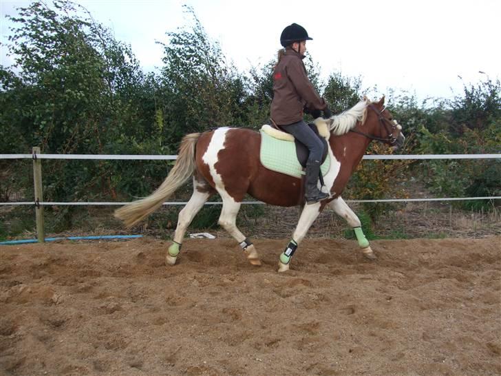 Pinto + NF - Mumrik - solgt - 13 | Jamen , hun kan da godt ! :) Foto - Mig xD billede 13