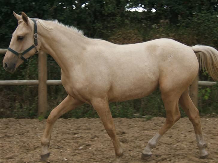 Palomino Divagé billede 7