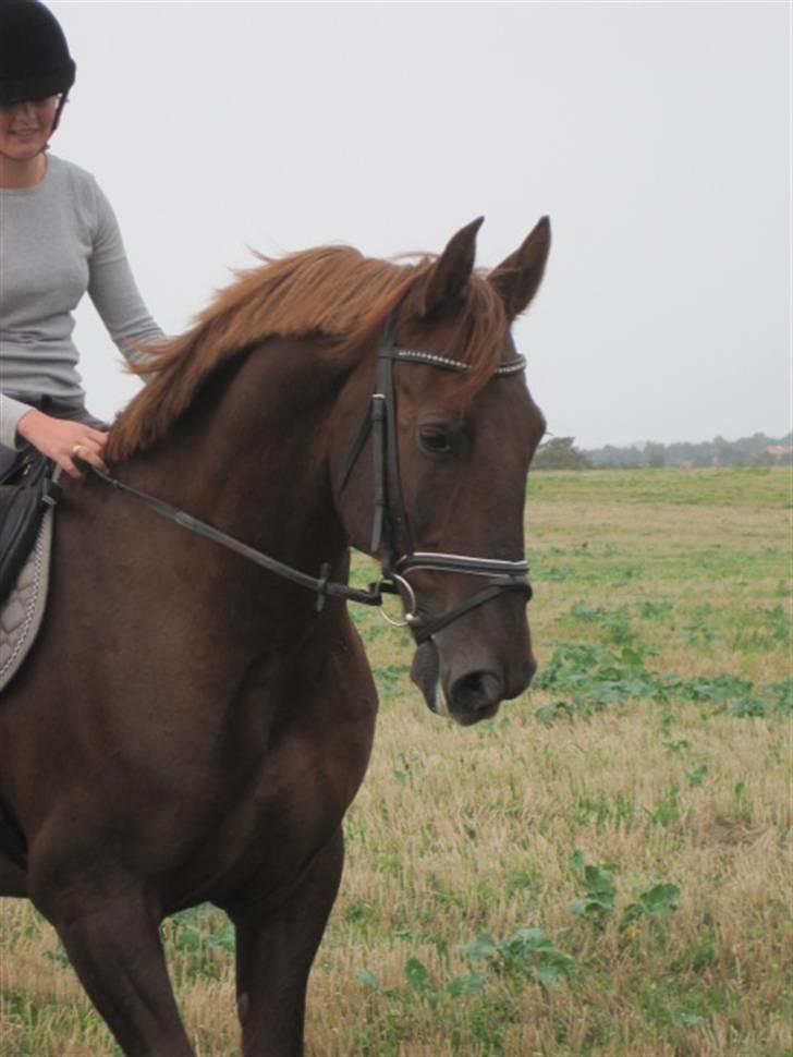 Gelderland Ornando - *RIP* - Jordetur på Lyngebækgårds marker, Foto: Ida billede 3