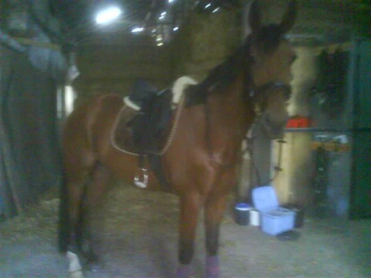 Traver Eric Cantona død :´( billede 9