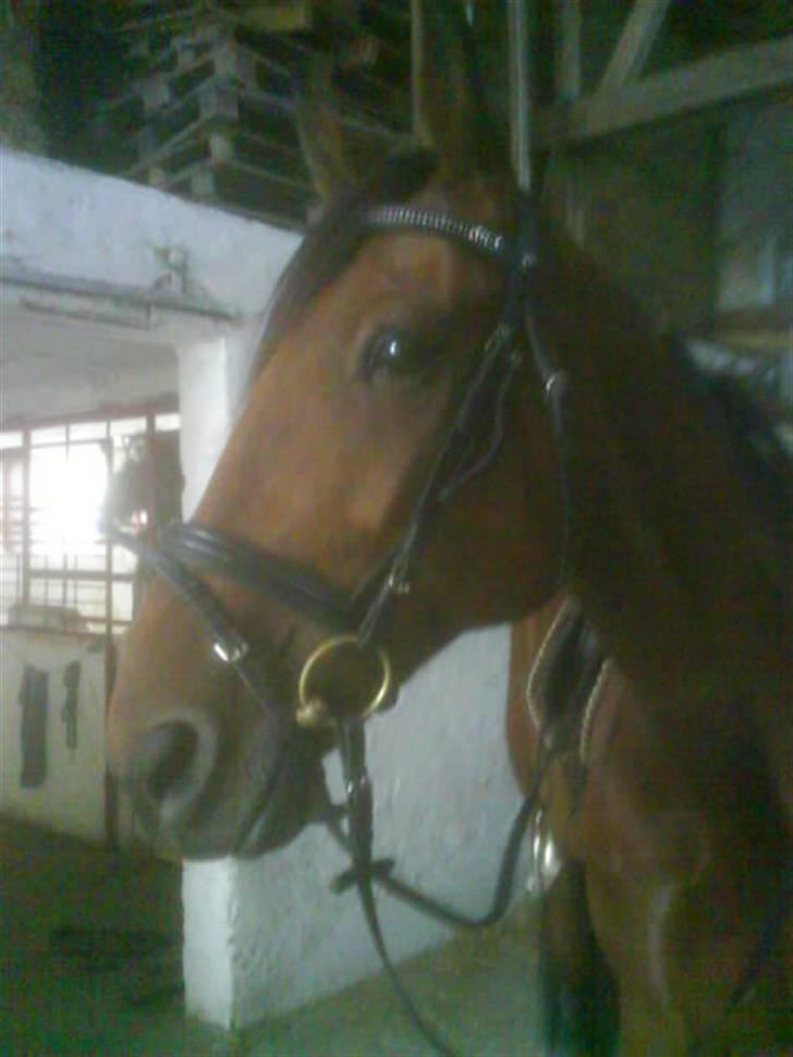 Traver Eric Cantona død :´( billede 10