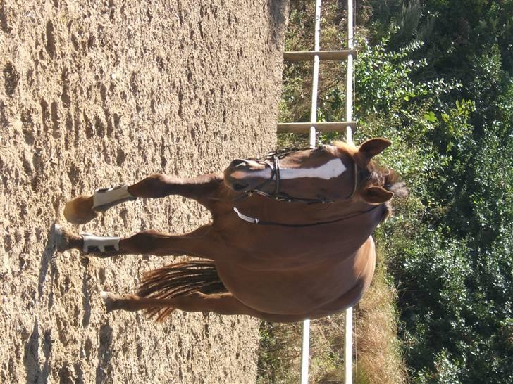 Dansk Varmblod Lady Sharifa billede 2