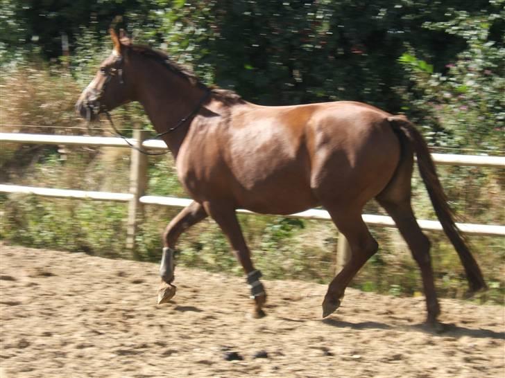 Dansk Varmblod Lady Sharifa billede 3