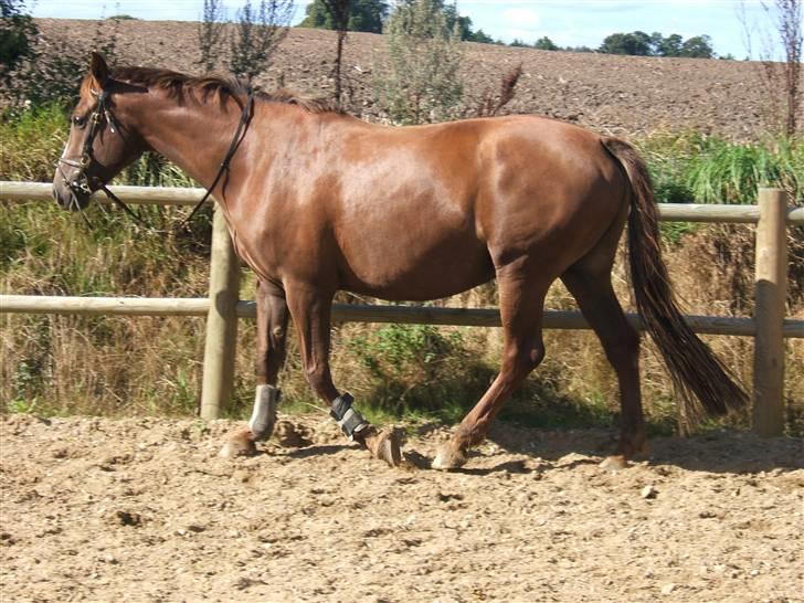 Dansk Varmblod Lady Sharifa billede 4